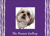 The Peanut Gallery Market  